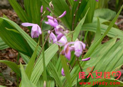 中草藥白芨功效有哪些 盤點白芨功效和作用