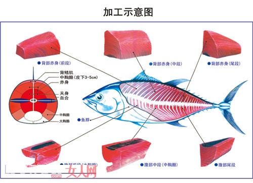 金槍魚功營養是什麼_金槍魚對女性美容減肥有什麼用 它的營養價值有哪些